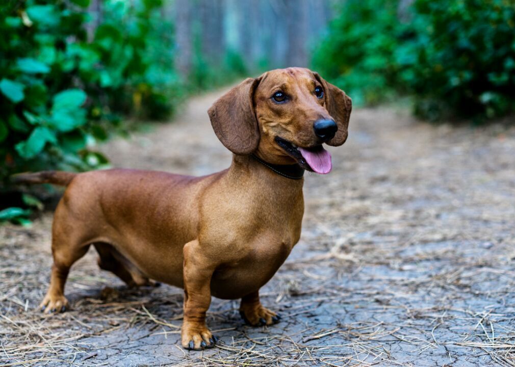 #31. Dachshund (tie)